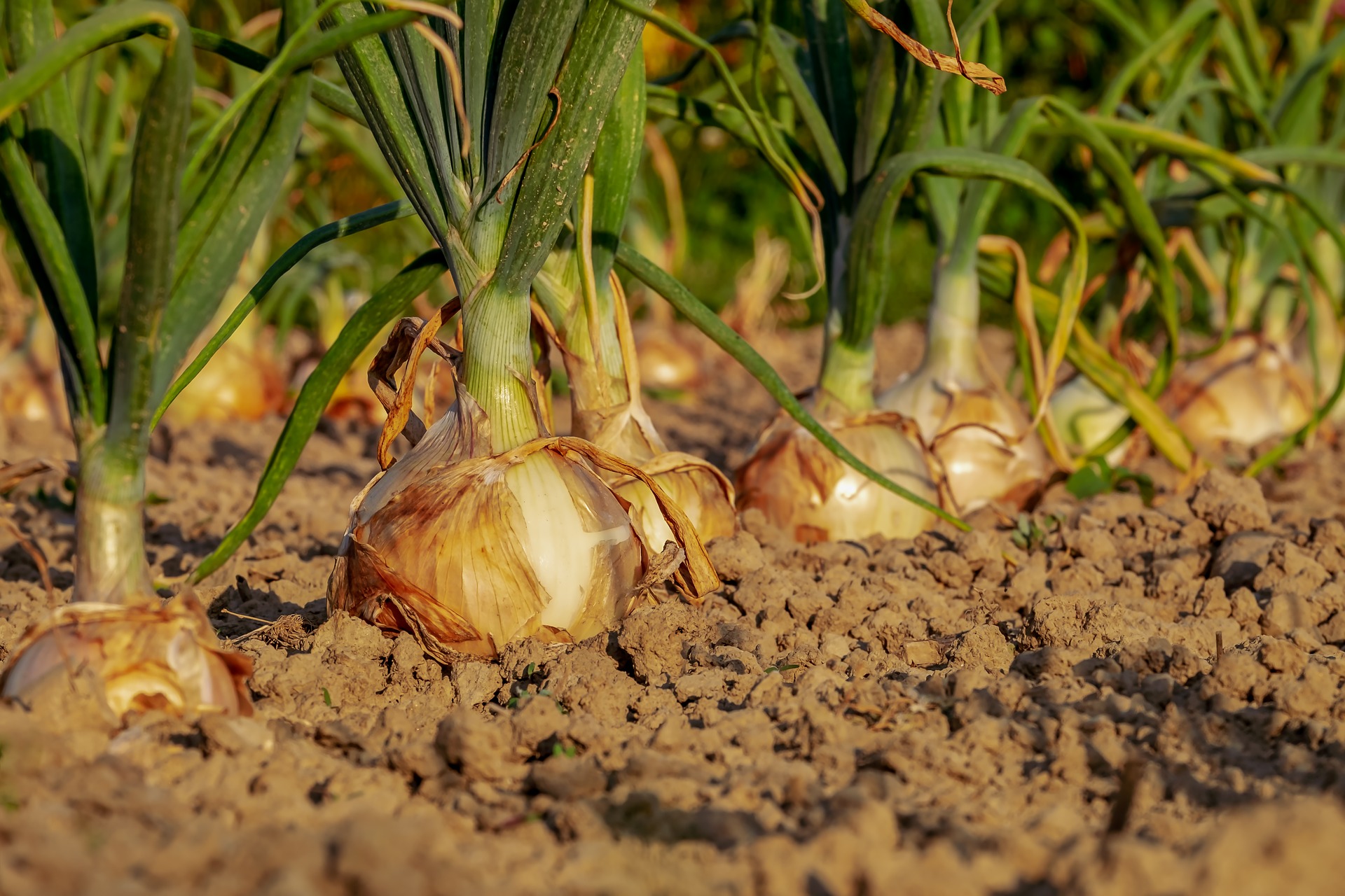 Die Zwiebel – eine unterschätzte Allrounderin!